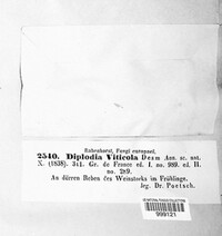 Diaporthe neoviticola image
